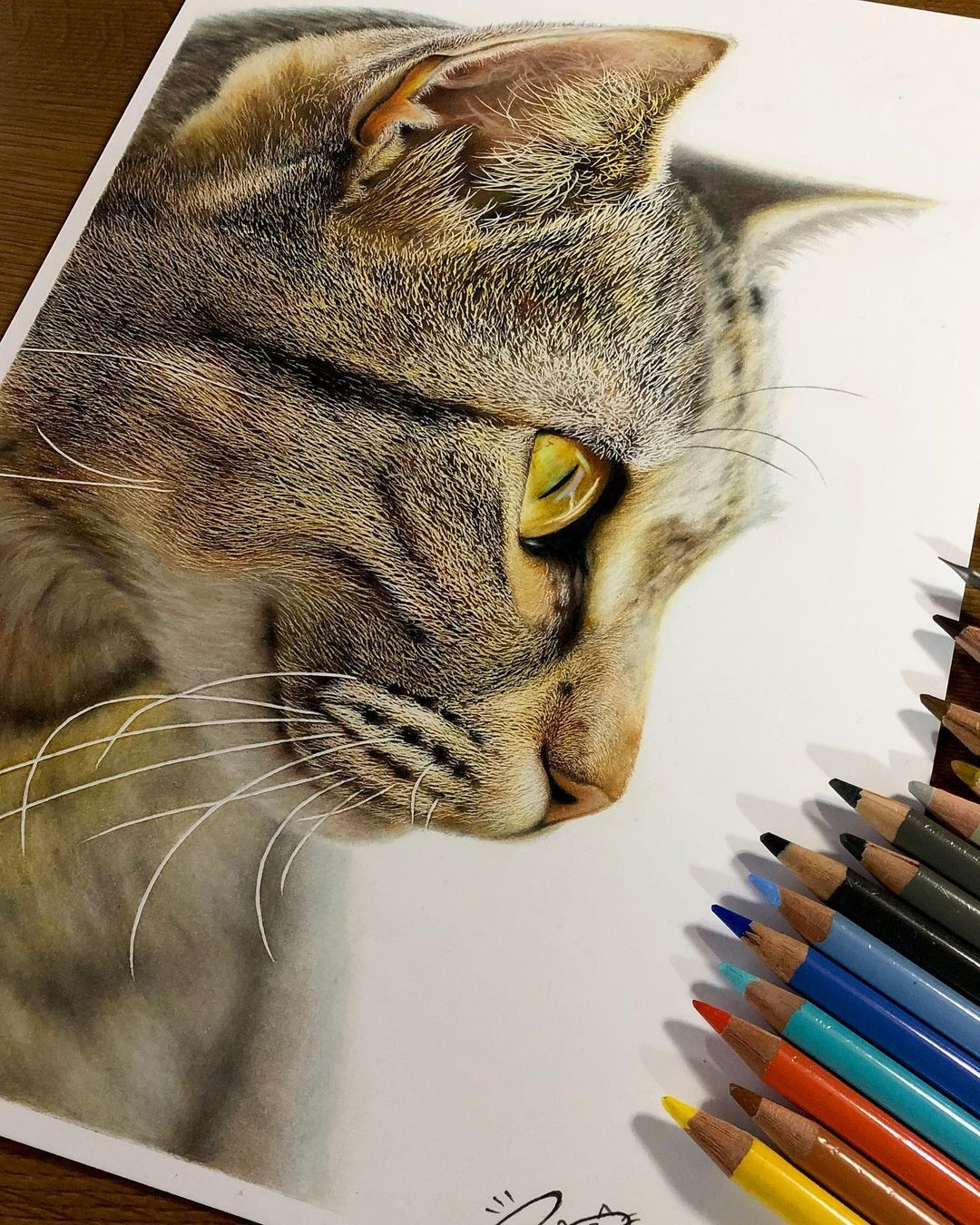 Картина цветными карандашами кошка