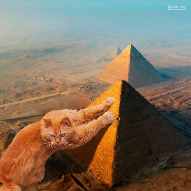 Фотохудожник показал, каким станет мир, когда его захватят кошки (49 фото)