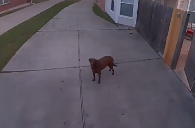 Хозяин по громкой связи домофона велел своей собаке, выбежавшей за ворота, зайти внутрь. И хорошая девочка вернулась (фото + видео)