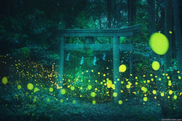 Российский пейзажный фотограф сделал волшебные фотографии светлячков, освещающих японский лес (5 фото)