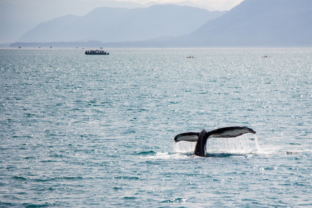 Топ-10: Удивительные и интересные факты про синих китов - 15.04.2021