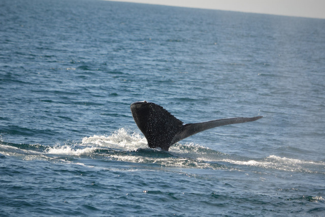 Топ-10: Удивительные и интересные факты про синих китов - 15.04.2021