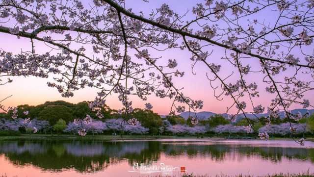 Красивые фотографии цветущей сакуры в Японии (18 фото)