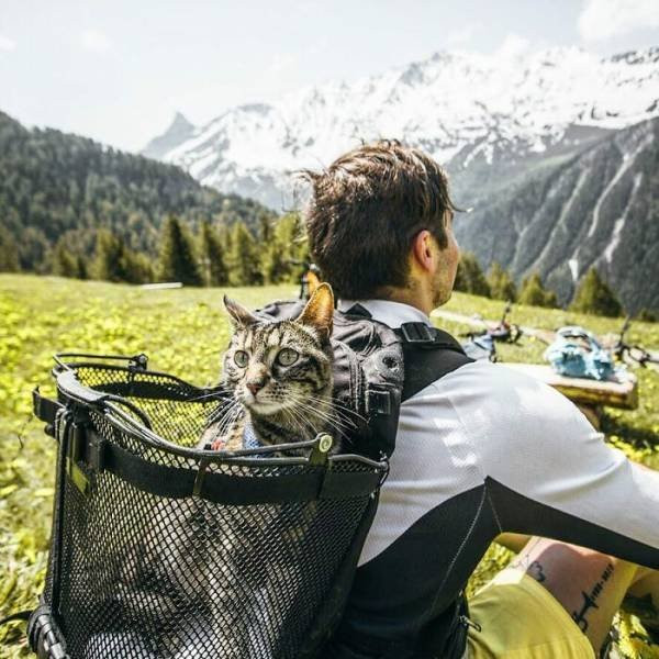 Кошка Катод, которая обожает путешествовать со своим хозяином (27 фото)