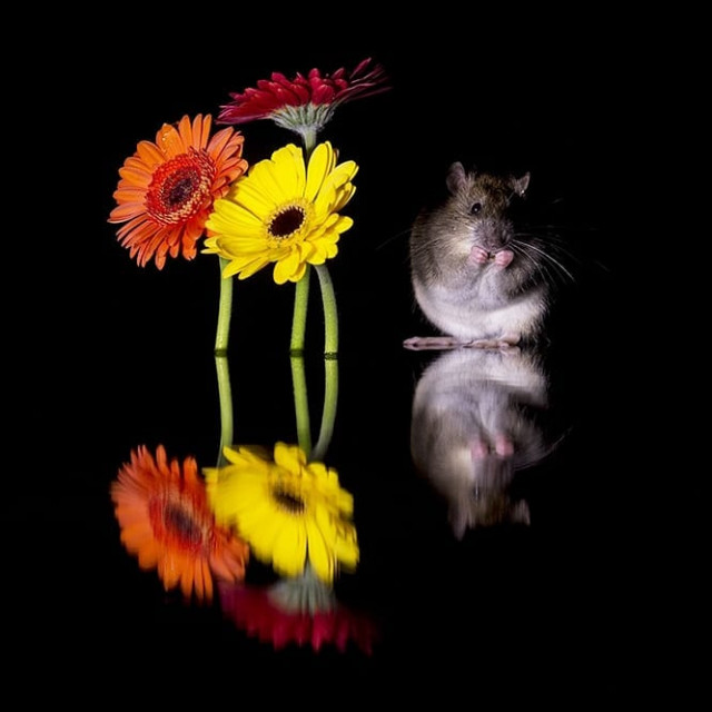 Фотограф делает красивые фотографии с крысами, чтобы изменить негативное отношение людей к ним (13 фото)