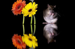 Фотограф делает красивые фотографии с крысами, чтобы изменить негативное отношение людей к ним (13 фото)