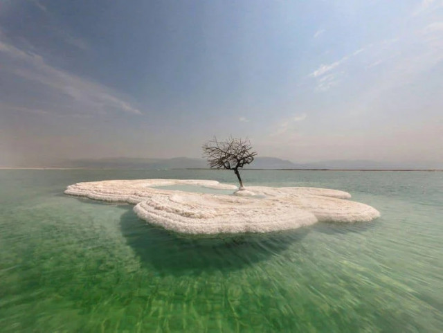 "Древо жизни", растущее на соляном острове посреди Мёртвого моря (6 фото + видео)