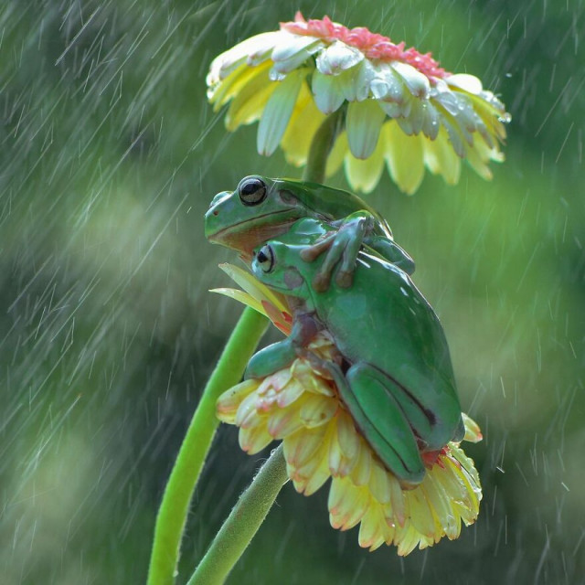 Красочные (и забавные) фотографии лягушек индонезийского фотографа (25 фото)