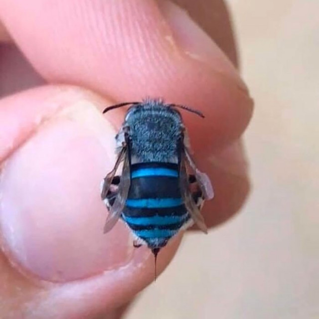 Самые необычные и красивые жуки и другие насекомые, замеченные Интернет-пользователями (17 фото)