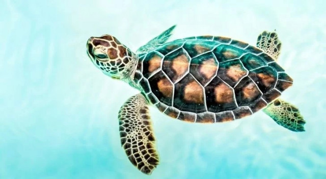 Захватывающие факты про морских черепах (10 фото)