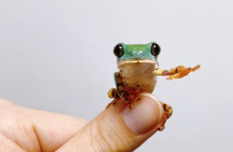 Ещё 20 фотографий настолько крошечных животных, что они помещаются на пальцах