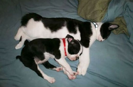 Ещё 22 фотографии с животными, которые принадлежат разным видам, но похожи друг на друга как близнецы