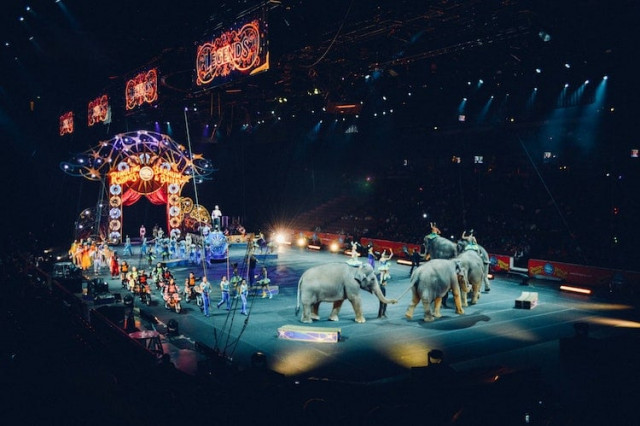 Новый французский закон запрещает использование диких животных в цирках и шоу