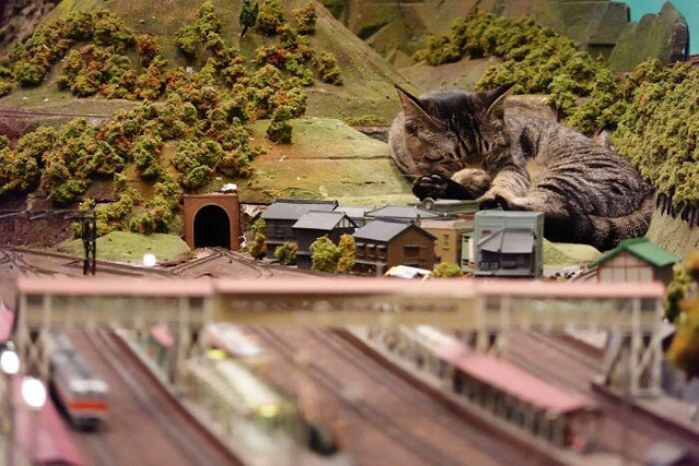 Бродячие кошки спасли ресторан от закрытия во время пандемии, просто отдыхая на миниатюрной модели железной дороги (15 фото)