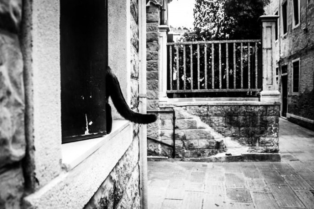 Серия фотографий Марианны Дзампиери, показывающая, где в Венеции можно встретить кошек (22 фото)
