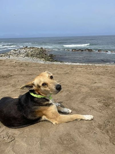 Верный пёс каждый день приходит на пляж и ждёт своего хозяина-рыбака …который уже никогда не вернётся (3 фото)