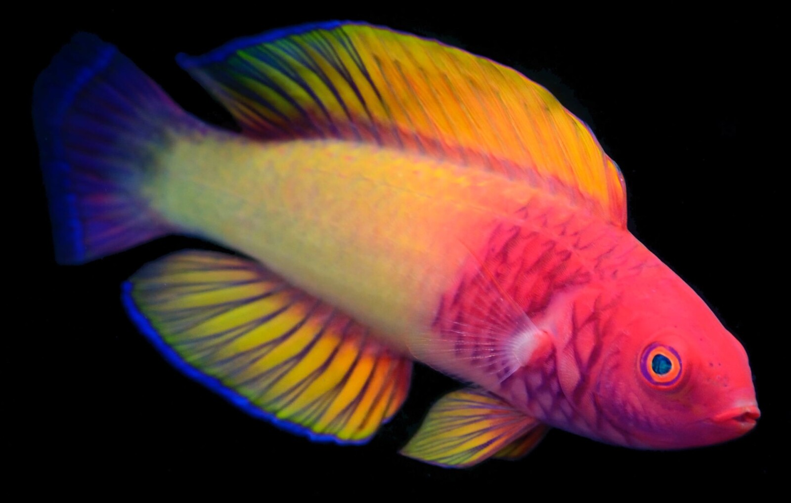 Учёные открыли новый вид "психоделических" рыб с радужной чешуёй (4 фото)