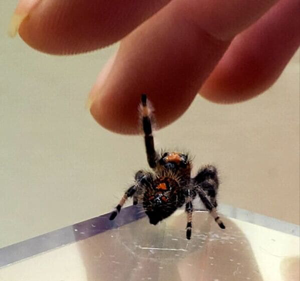Эти пауки такие милые, что избавят вас от арахнофобии (22 фото)