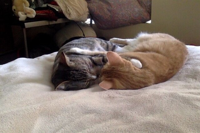 Спящих котиков вам в ленту (20 фото)