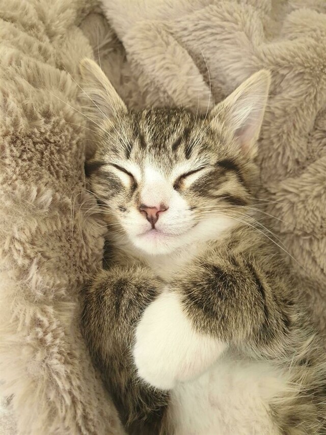 Спящих котиков вам в ленту