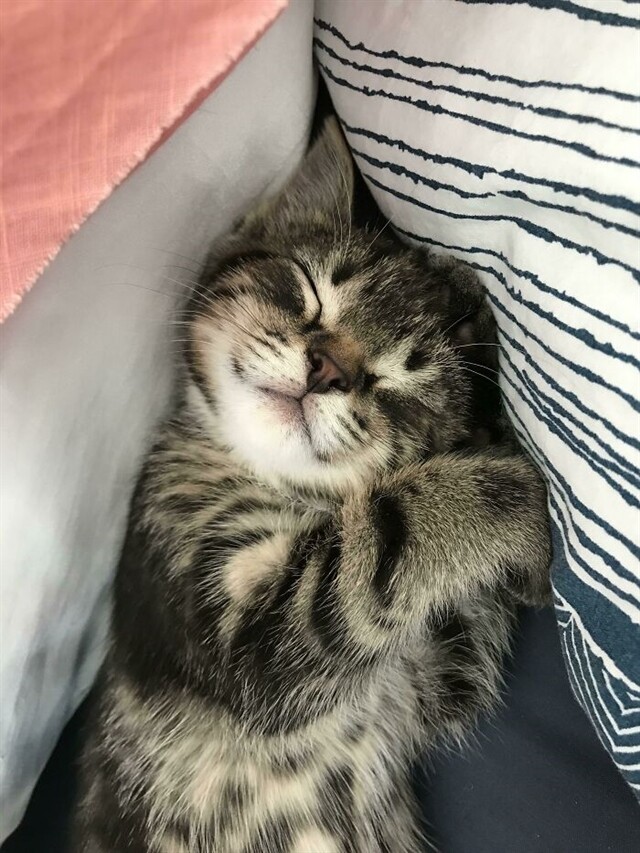 Спящих котиков вам в ленту