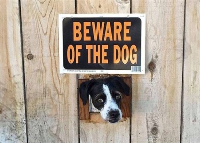 Осторожно, злые собаки