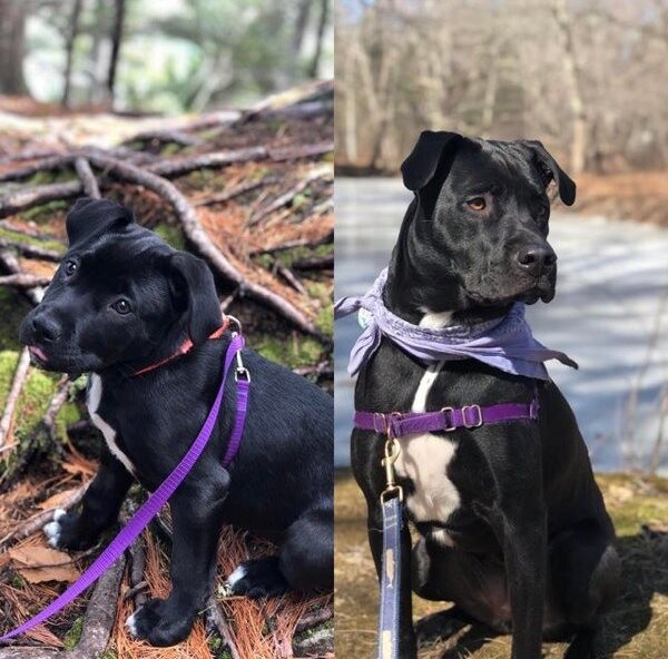 Фотографии "до и после", показывающие, как милые щенки превращаются в прекрасных собак (27 фото)