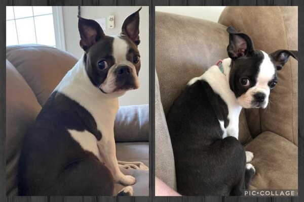 Фотографии «до и после», показывающие, как милые щенки превращаются в прекрасных собак
