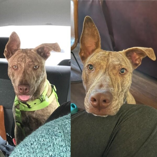 Фотографии «до и после», показывающие, как милые щенки превращаются в прекрасных собак