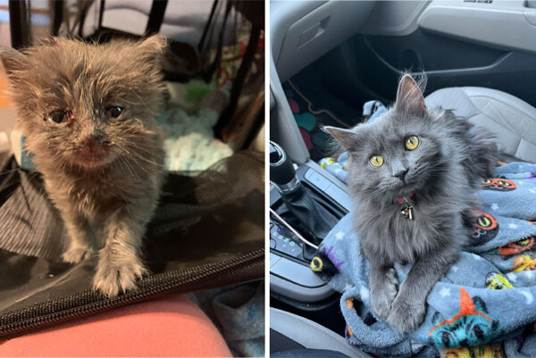 Волшебство перевоплощения кошек до и после того, как они нашли свой постоянный дом (29 фото)