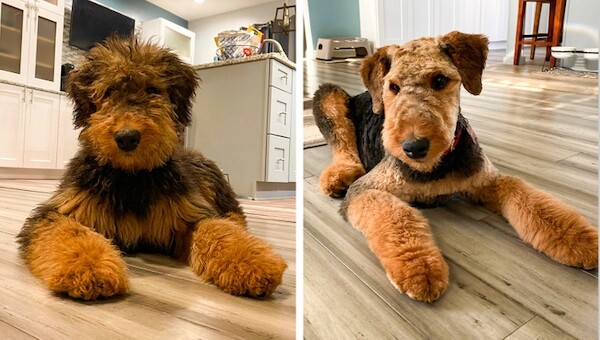 22 фотографии с очаровательными пёсиками «до и после» посещения грумера