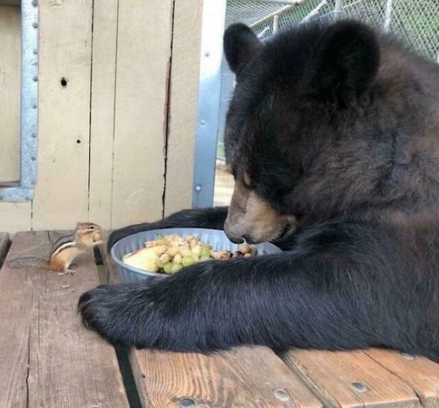 Фотографии с забавными медведями, которые, возможно, заставят вас пересмотреть своё отношение к этим животным (27 фото)