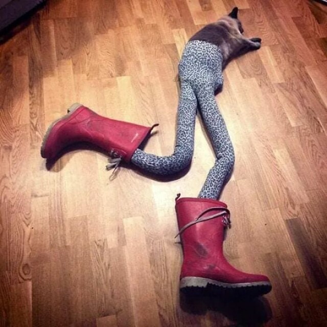 Смешные кошки «с ногами»