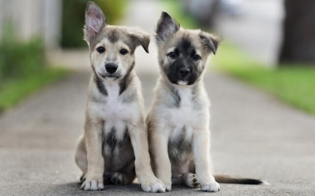 Фотографии с очаровательными щенками, глядя на которые, сразу хочется завести собаку (22 фото)