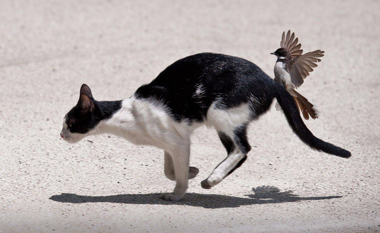 Кот ловит птичку