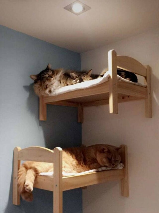 Кошки, которые укладываются спать