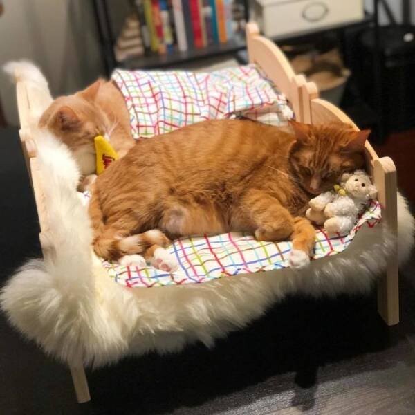 Кошки, которые укладываются спать