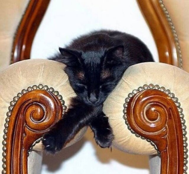 30 фотографий, доказывающих, что кошки могут заснуть в любом месте и в любой позе