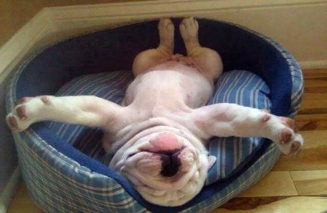 34 фотографии, доказывающие, что собаки могут заснуть в любом месте и в любой позе