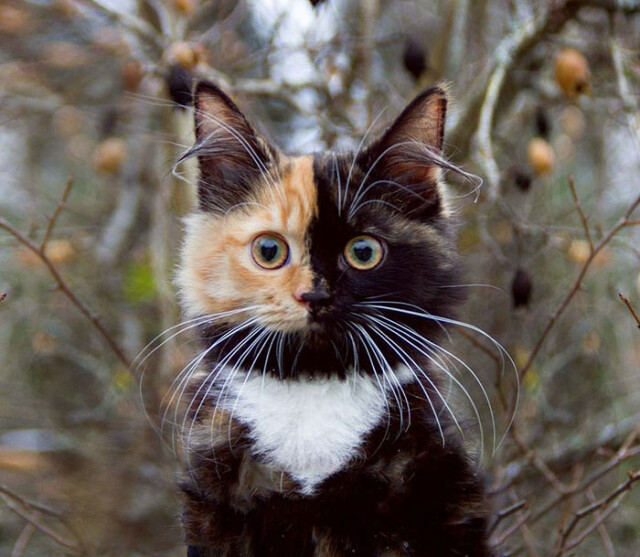 Познакомьтесь с Яной, очаровательной кошкой-химерой (13 фото)