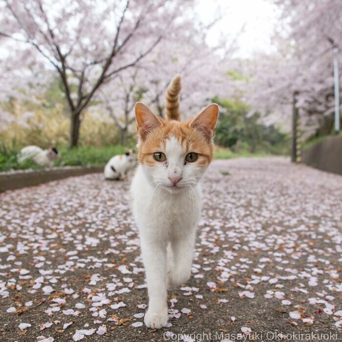 Кошки и япония