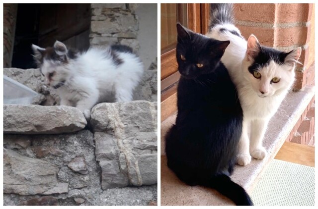 Животные до и после того, как они нашли дом и любящих хозяев (21 фото)