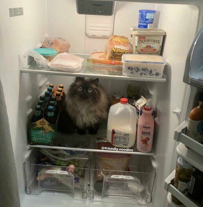 Лапша в холодильнике. Кот в холодильнике. Холодильник в космосе. Обжитых кот холодильник.