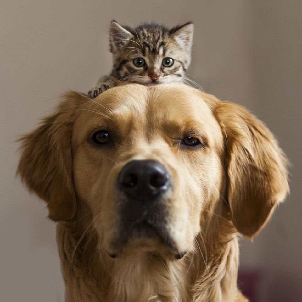 фотографии кошек и собак