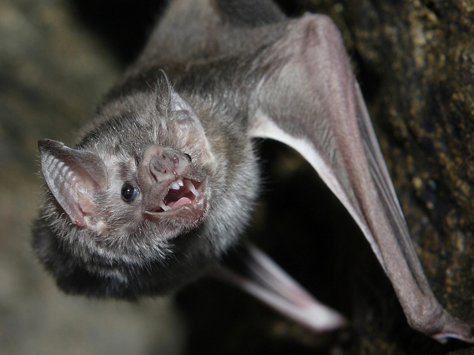 Обитание летучих мышей. Мохноногий вампир летучая мышь. Diaemus Youngi — белокрылый вампир. Отряд рукокрылые вампиры.