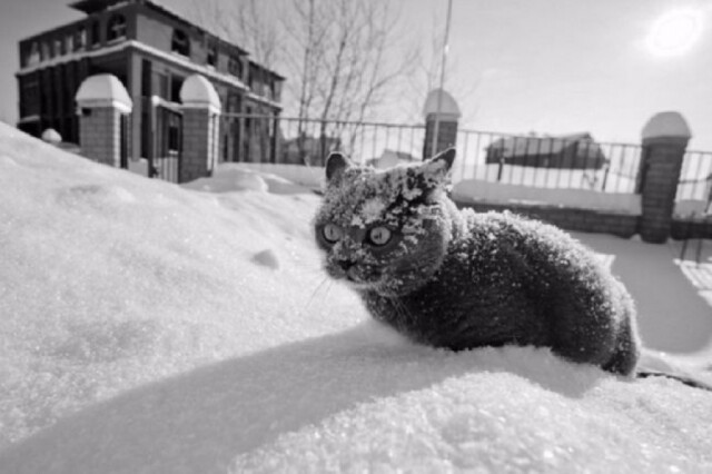 В сети показали cмешных зимних котиков (фото)