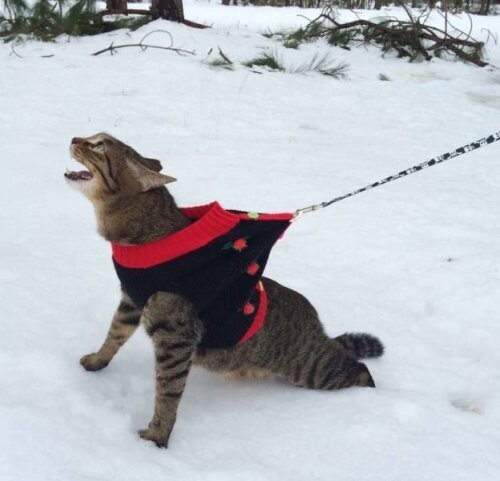 В сети показали cмешных зимних котиков (фото)