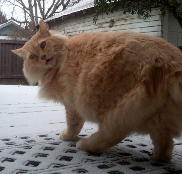 23 фотографии о непростых взаимоотношениях домашних кошек со снегом