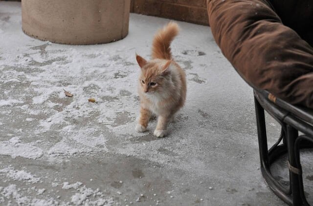 23 фотографии о непростых взаимоотношениях домашних кошек со снегом