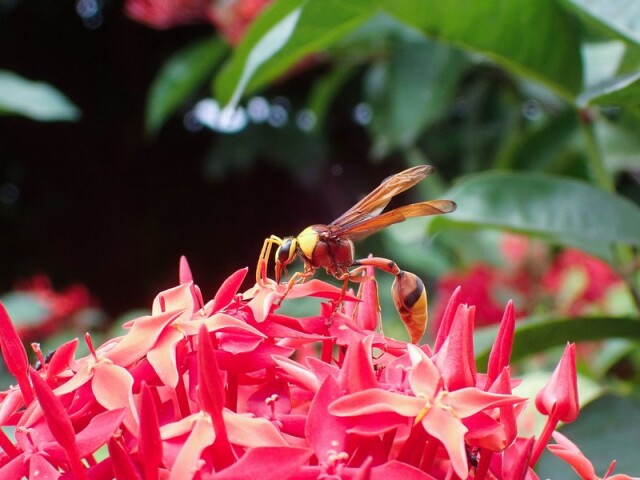Подборка красивых фото насекомых